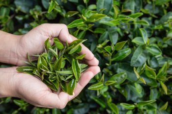 top-10-tea-exporters